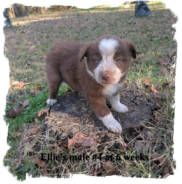 ABCA R/W male Border Collie out of working stock